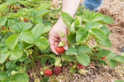 Căpșunile ca cultivarea