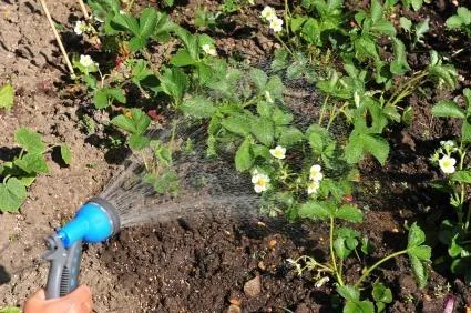 Căpșunile ca cultivarea