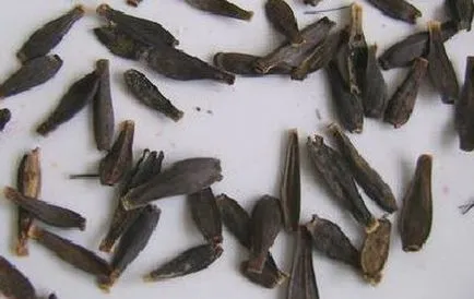 Cum să planteze tuberculii de dalii