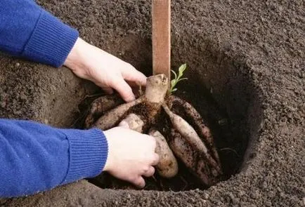 Cum să planteze tuberculii de dalii Cum să planteze tuberculii de dalii