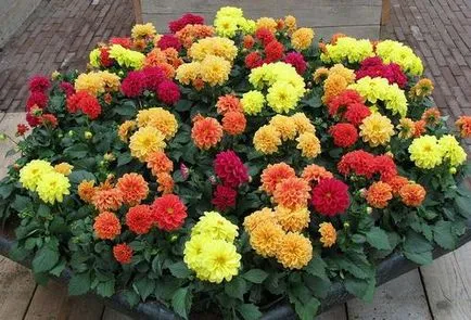 Cum să planteze tuberculii de dalii Cum să planteze tuberculii de dalii