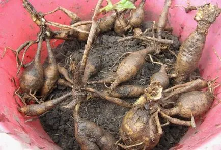 Cum să planteze tuberculii de dalii Cum să planteze tuberculii de dalii