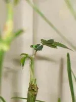 Cum să crească grâu