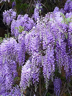 Ca creștere Wisteria