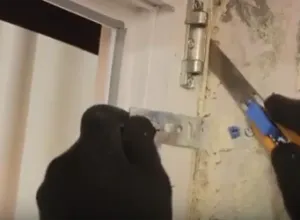 Cum de a elimina frunza cu ferestre din plastic Cum de a elimina frunza cu ferestre din plastic