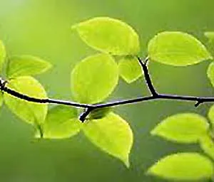 Cum respira plante