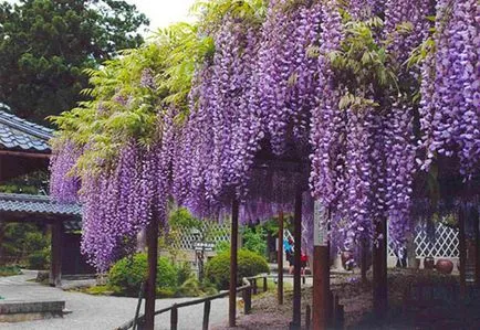 Ca creștere Wisteria