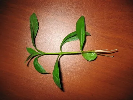 Reproducerea Clerodendrum la domiciliu Reproducerea Clerodendrum la domiciliu