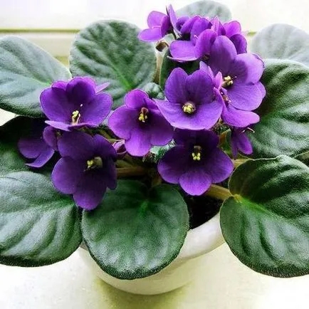 Violet ambele rase