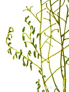 Cum de a desena un creion Bush