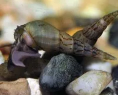 Cum de a planta plantele din acvariu Cum de a planta plantele din acvariu