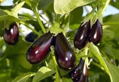 Cum de a planta vinete