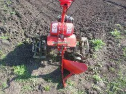 Cum să planteze cartofi în motor bloc Cum să planteze cartofi în motor bloc
