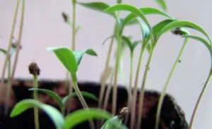 Cum de a planta ardei