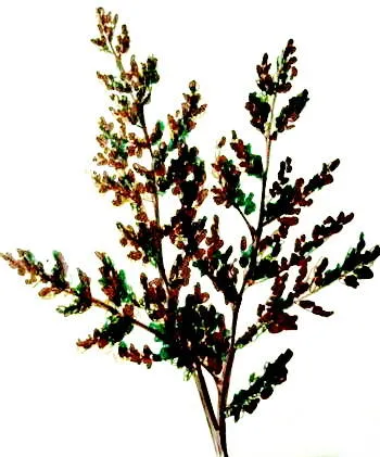 Cum de a desena un creion Bush