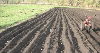 Cum să planteze cartofi în motor bloc Cum să planteze cartofi în motor bloc