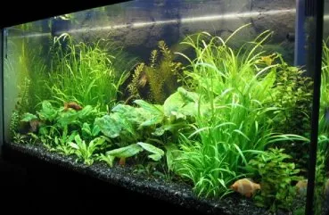 Cum de a planta plantele din acvariu Cum de a planta plantele din acvariu