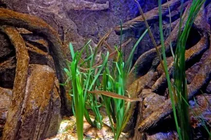 Cum de a planta plantele din acvariu Cum de a planta plantele din acvariu