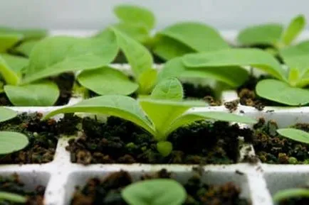 Cum de a planta vinete