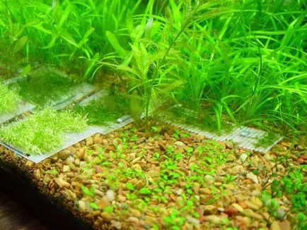 Cum de a planta plantele din acvariu Cum de a planta plantele din acvariu