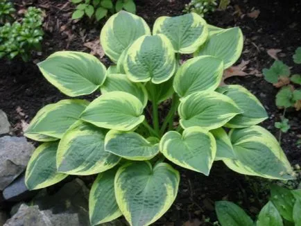 Cum de a planta plantele din acvariu Cum de a planta plantele din acvariu