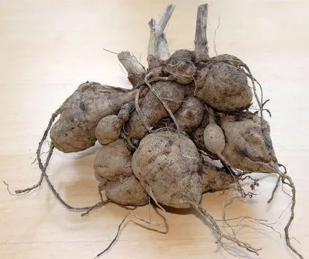 Cum să planteze tuberculii de dalii Cum să planteze tuberculii de dalii