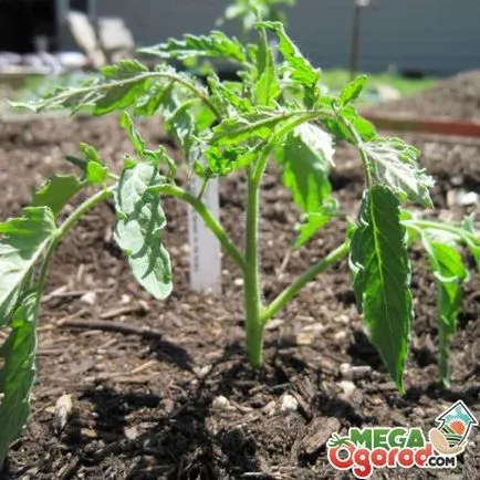 Cum cel mai bine pentru tomate plante