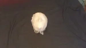 Cum de a face masca Cum de a face masca