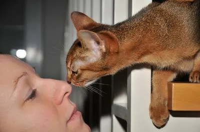 Și Nache imediat ce pisica Și Nache imediat ce pisica