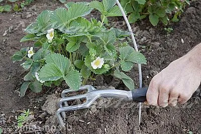 Cum să aibă grijă de căpșuni de primăvară