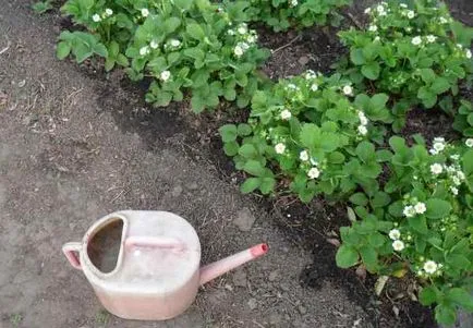 Cum să aibă grijă de căpșuni de primăvară Cum să aibă grijă de căpșuni de primăvară