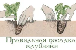 Căpșunile ca cultivarea
