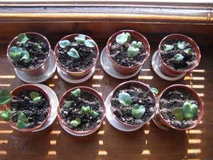 Cyclamen din semințe de la domiciliu
