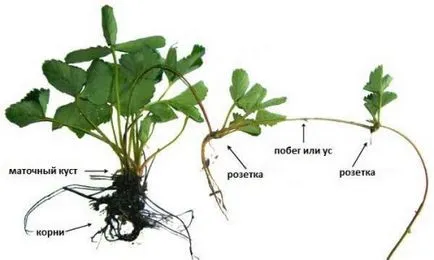 Căpșunile ca cultivarea
