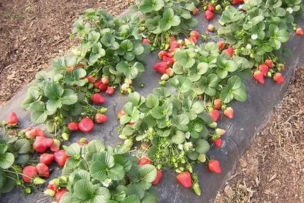 Căpșunile ca cultivarea