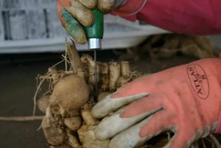 Cum să planteze tuberculii de dalii