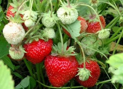 Căpșunile ca cultivarea