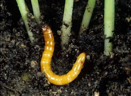 Cum să planteze tuberculii de dalii