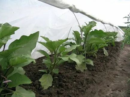 Cum de a planta vinete Cum de a planta vinete