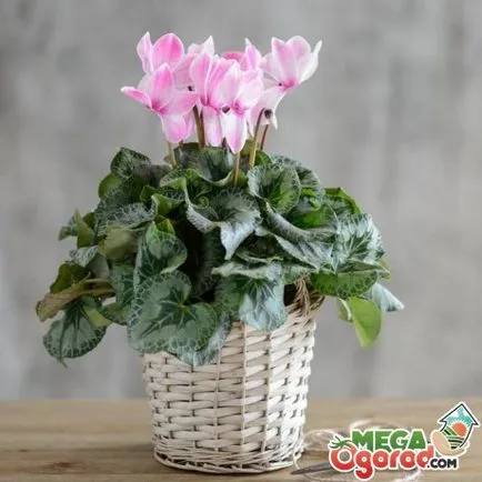Cyclamen din semințe de la domiciliu