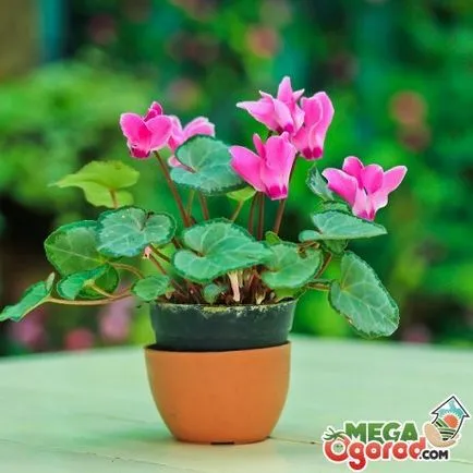 Cyclamen din semințe de la domiciliu