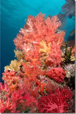 Mai ales de culoare coral, lux și confort (culoare) Mai ales de culoare coral, lux și confort