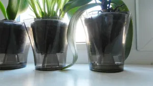 orhidee Phalaenopsis - tipuri de bază, recomandări pentru îngrijirea și tratamentul bolilor la domiciliu