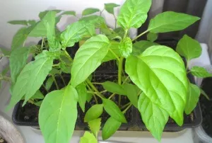 Caracteristicile de cultivare de piper în seră
