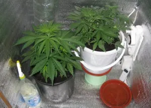 Caracteristicile de cultivare de marijuana în casă, cele mai recente știri din Ucraina (ucraineană și World News) Caracteristicile de cultivare de marijuana în casă, cele mai recente știri din Ucraina