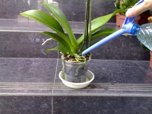 orhidee Phalaenopsis - tipuri de bază, recomandări pentru îngrijirea și tratamentul bolilor la domiciliu