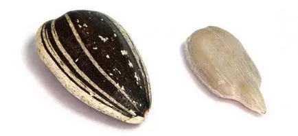 organele generative de flori plante, fructe și semințe de