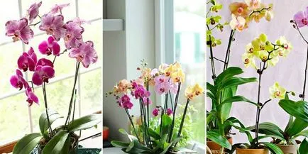 Orhideele - îngrijirea la domiciliu, înflorire, reproducerea și transplantarea plante, fotografii și video (de îngrijire de orhidee) Orhideele - îngrijirea la domiciliu, înflorire, reproducerea și transplantarea plante, fotografii și video