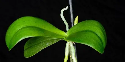 Orhideele - îngrijirea la domiciliu, înflorire, reproducerea și transplantarea plante, fotografii și video (de îngrijire de orhidee) Orhideele - îngrijirea la domiciliu, înflorire, reproducerea și transplantarea plante, fotografii și video