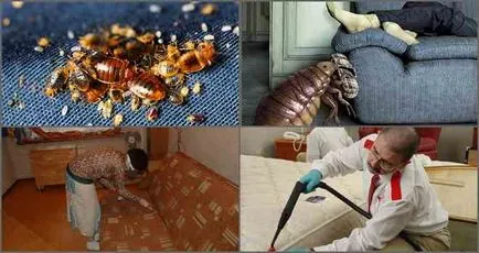 Din care planta și cum pentru a scăpa de bug-uri în canapea